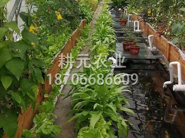 怎么維護魚菜共生設備